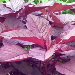 লালশাক 10 গ্রাম