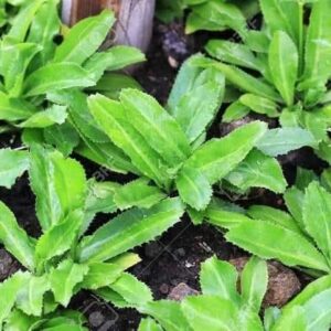 বিলাতি ধনেপাতা 1 গ্রাম