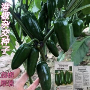 Hong kong Bullet chili (500p)