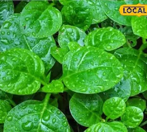 সবুজ পুঁইশাক 10 গ্রাম