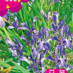 Malian (about 60 pieces)