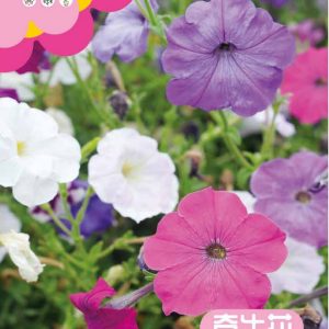 Petunia (50 capsules)