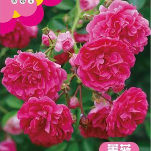 Rose (about 100 pieces)