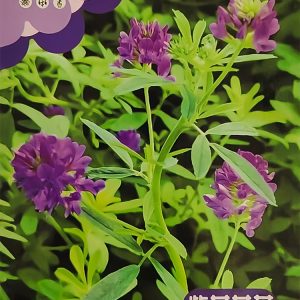 Alfalfa (about 500 capsules)