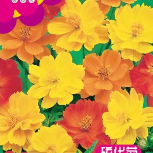 Sulfur chrysanthemum (about 120 capsules)