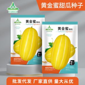 100 pieces of premium golden honeydew melon