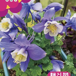 Aquilegia cochinchinensis (about 600 seeds)