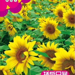 Dwarf sunflower (30 seeds)