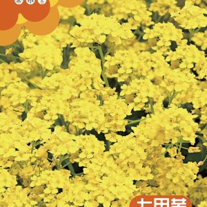 Qilihuang (about 700 pills)