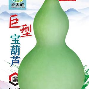 Giant treasure gourd (10 pieces)