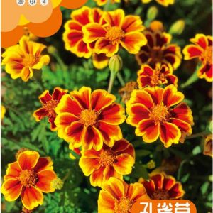 Maidenhair (400 capsules)