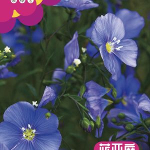 Blue flax (about 500 grains)