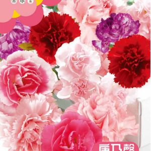 Carnations (about 400 pieces)