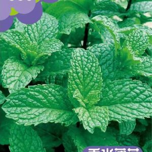 Mint seeds (1,000 seeds)