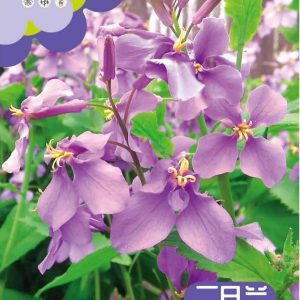 February orchid 450 pieces