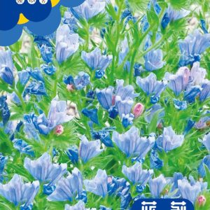 Echeveria (about 250 capsules)