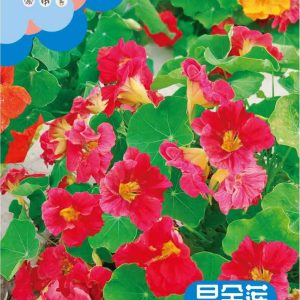 Nasturtium (20 pieces)