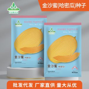 50 pieces of Jinsha honey cantaloupe