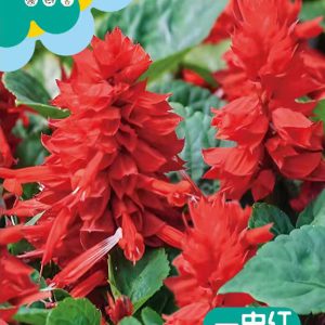 Salvia (about 700 pieces)