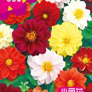 Colorful dhalia (about 100 pieces)