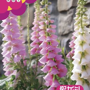 False dragon head seeds (white powder mixed color) (about 200 seeds)