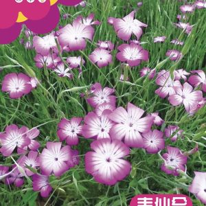 Wheat Root (about 200 pieces)