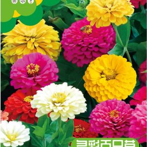 Zinnia 100  seeds