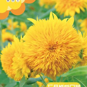 Teddy Bear Sunflower  50 seeds