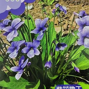 Viola yedoensis (about 1000 pills)