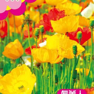 Poppy ( 8,000 pieces)