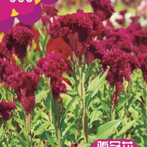 Cockscomb (500 capsules)