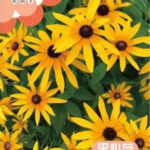 Rudbeckia seeds (about 500 seeds)