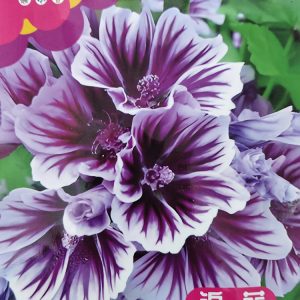 Mallow (about 200 pieces)