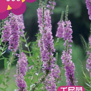 Lythrum salicaria seeds 1g (about 10,000 seeds)