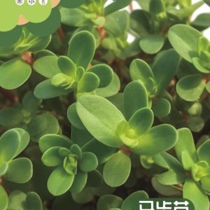 Purslane 1g (about 1000 grains)