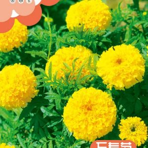 Marigold yellow (about 130 pieces)