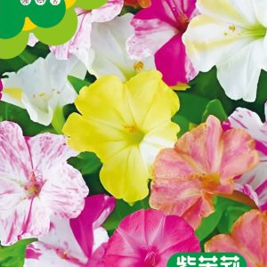 Mirabilis jalapa (about 40 capsules)