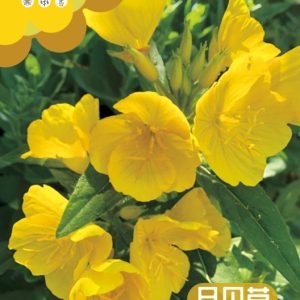 Yellow evening primrose (about 5000 capsules)