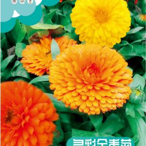 Calendula officinalis (about 150 capsules)