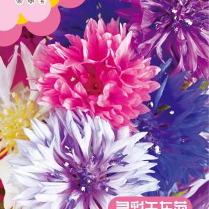 Cornflower (300 pieces)