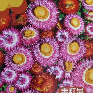 Straw chrysanthemum (about 1000 capsules)