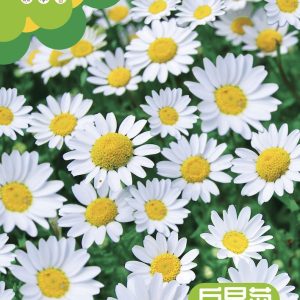 White Chrysanthemum (about 500 capsules)