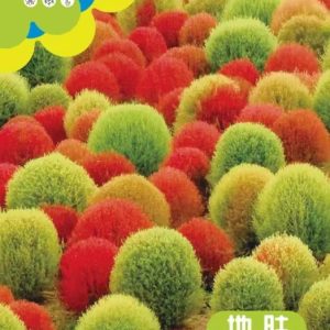 Kochia seeds (about 700 seeds)