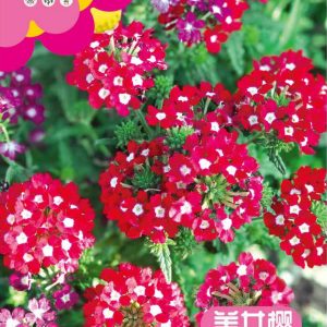 Verbena ( 400 pieces)