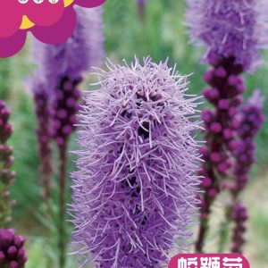 Snakehead chrysanthemum (about 250 capsules)