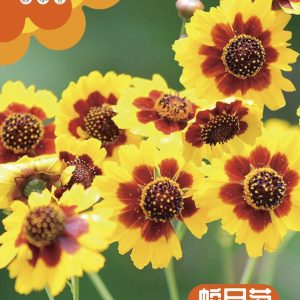 1g of Snake Eye Chrysanthemum (about 1000 tablets)