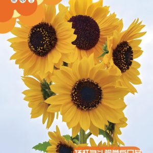Short stem multi-headed sunflower ( 50 seeds)