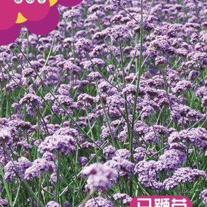 Verbena (about 8,000 capsules)