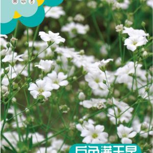 White baby's breath (300 pieces)