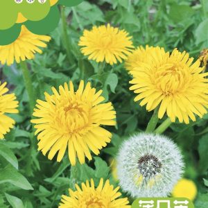 Dandelion seeds (about 1,200 seeds)